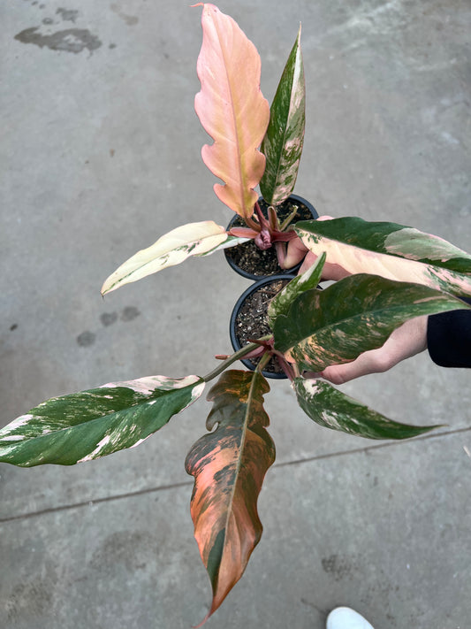 Philodendron Carmel Marble