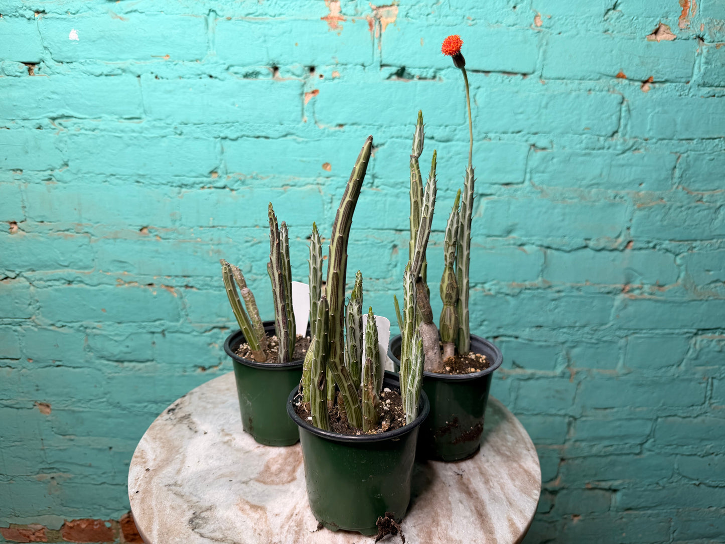 Senecio Stapeliiform 4”