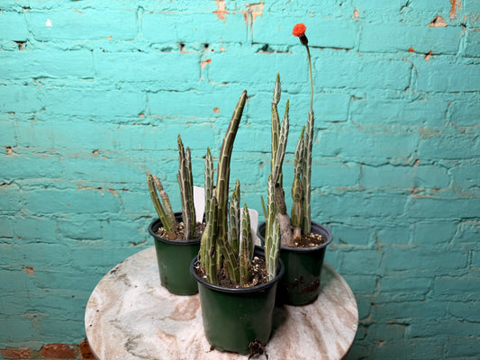 Senecio Stapeliiform 4”