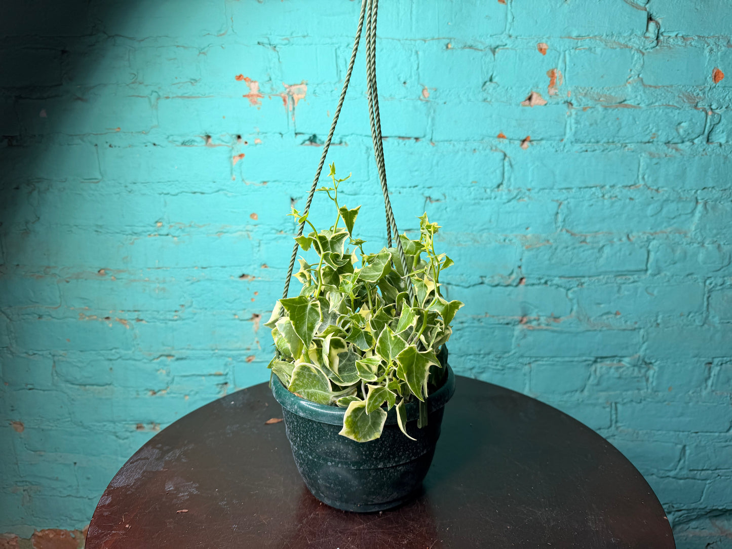 Wax Ivy 6”
