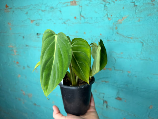 Philodendron Gloriosum 4”