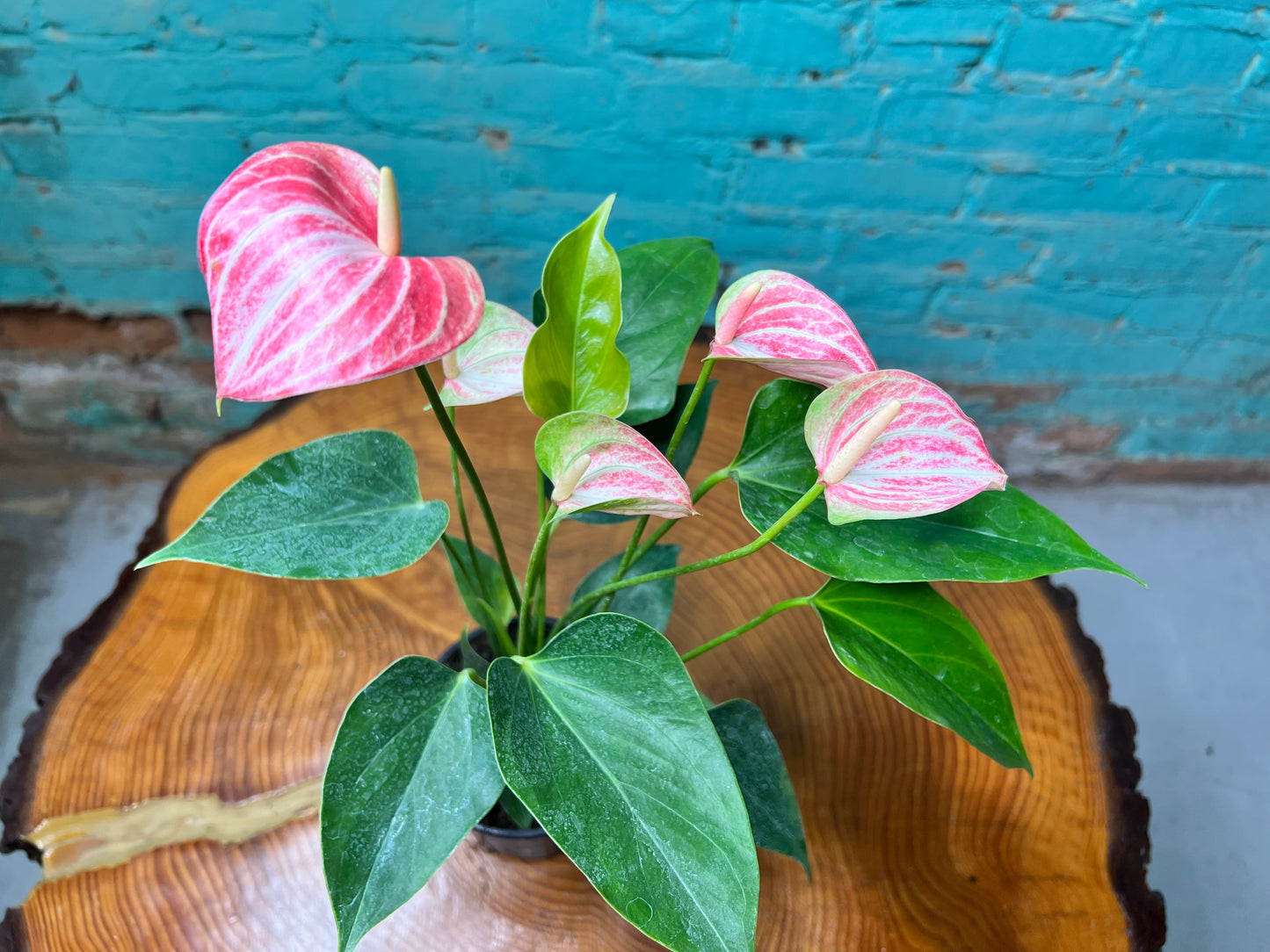 Anthurium 4”