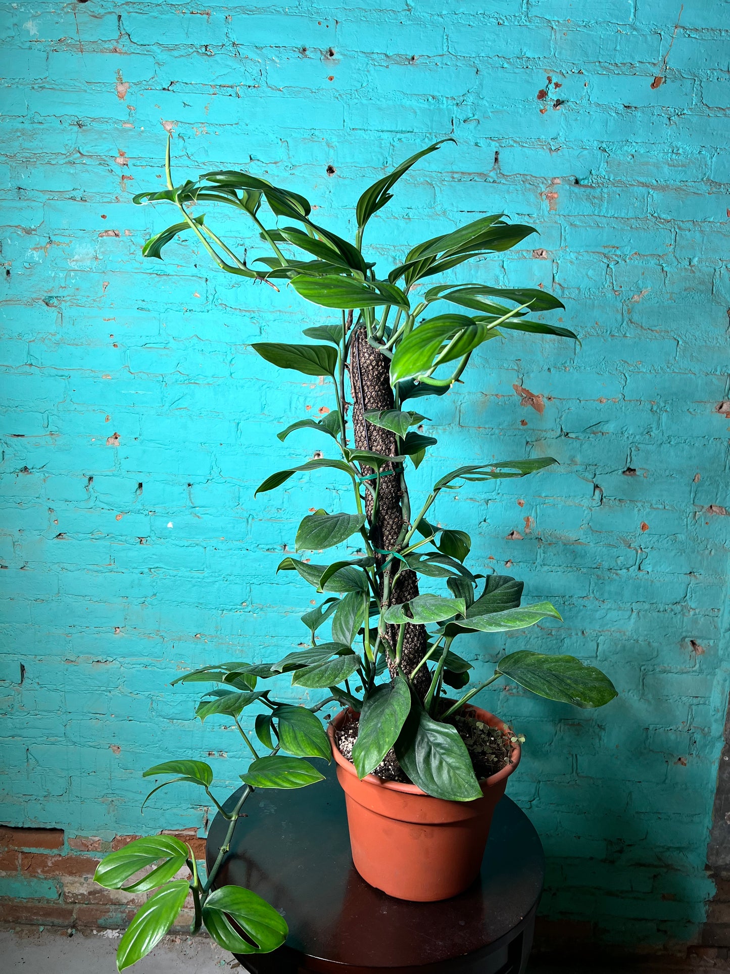 Monstera Peru-Monstera karstenianum Totem 8”