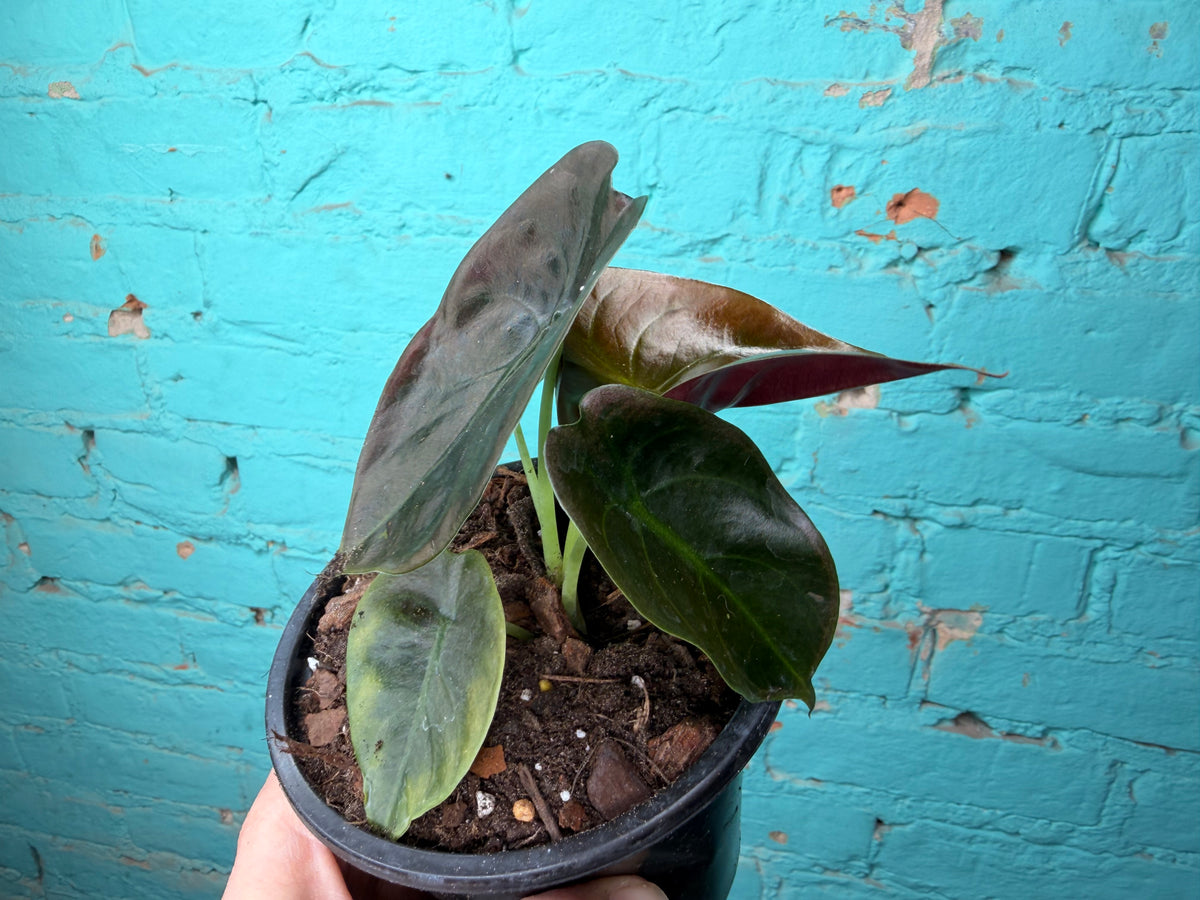 Alocasia Cuprea