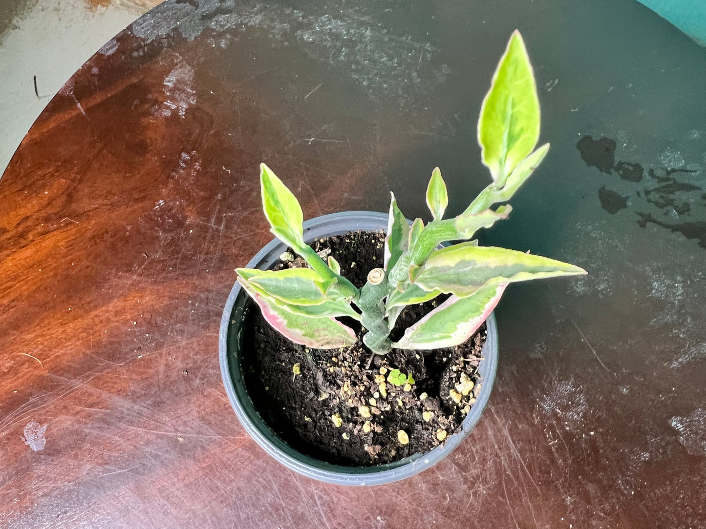 Pedilanthus Tithymaloides (Devil’s back Bone) Variegated 4”