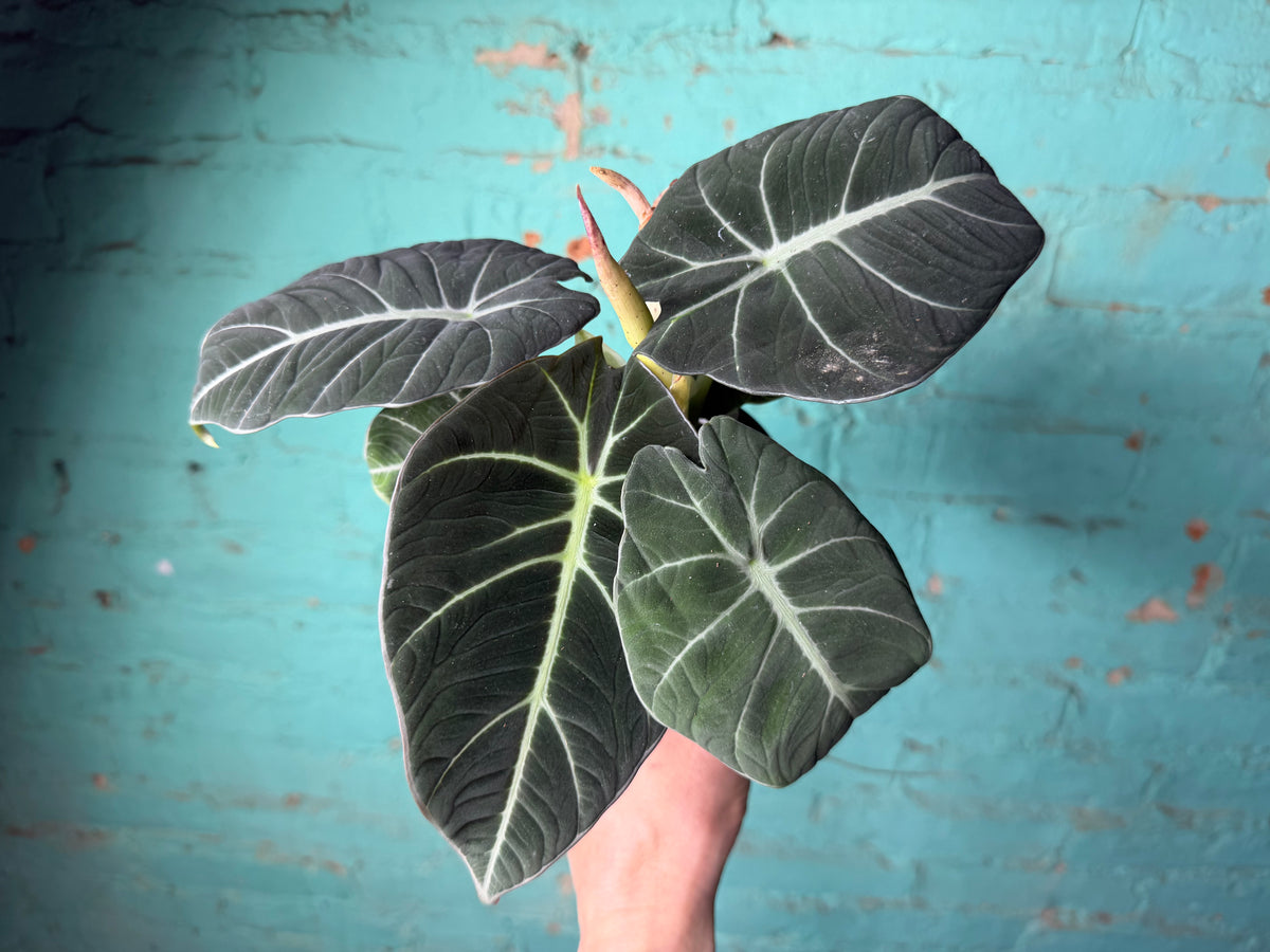 Alocasia-Black Velvet 4”
