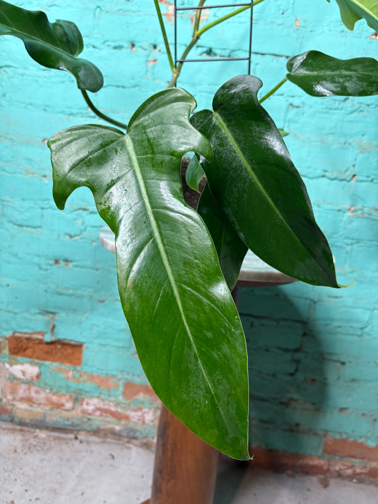 Philodendron Jerry Thorne 6”