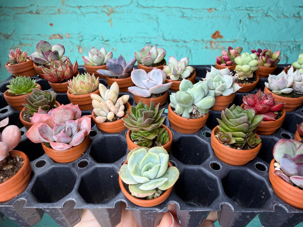 Succulent Thimble clay 1”