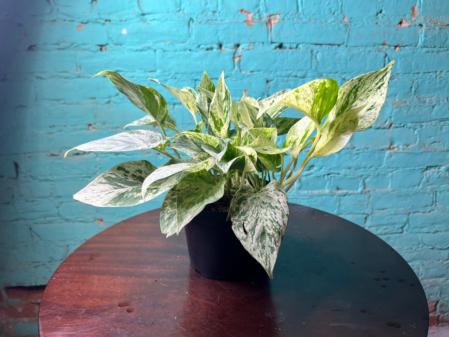 Snow Queen Pothos 6”