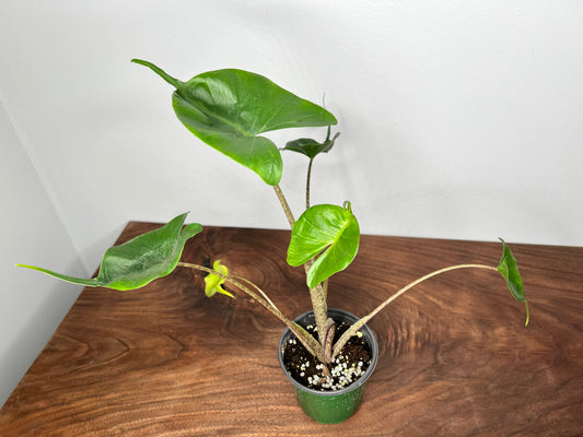 Alocasia Stingray