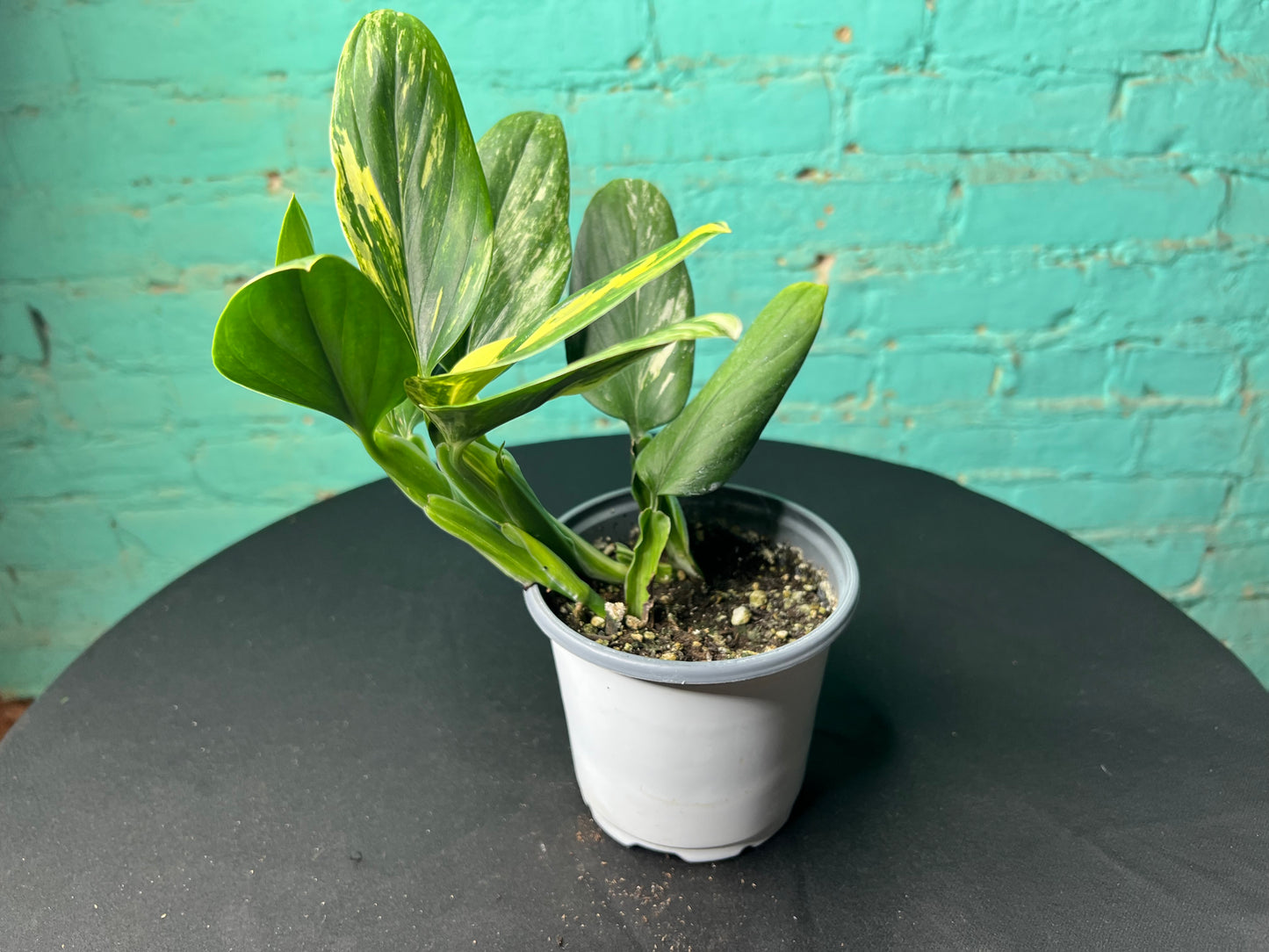 Monstera Standleyana Variegated