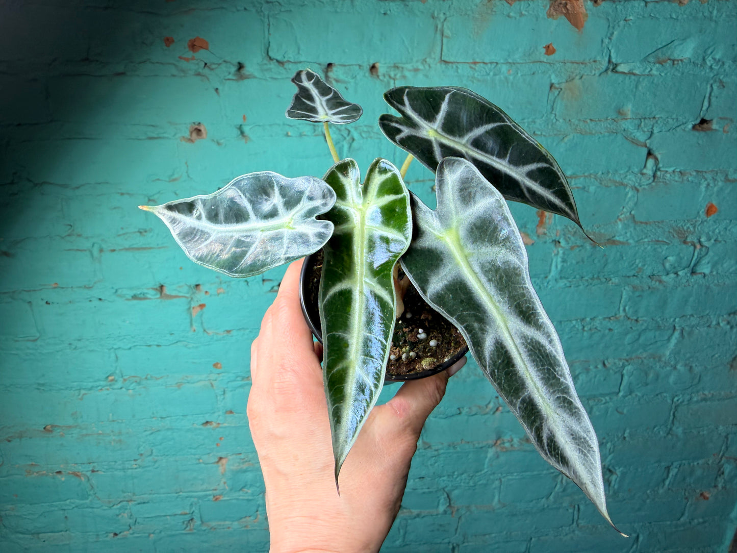 Alocasia ‘Bambino’ 4”