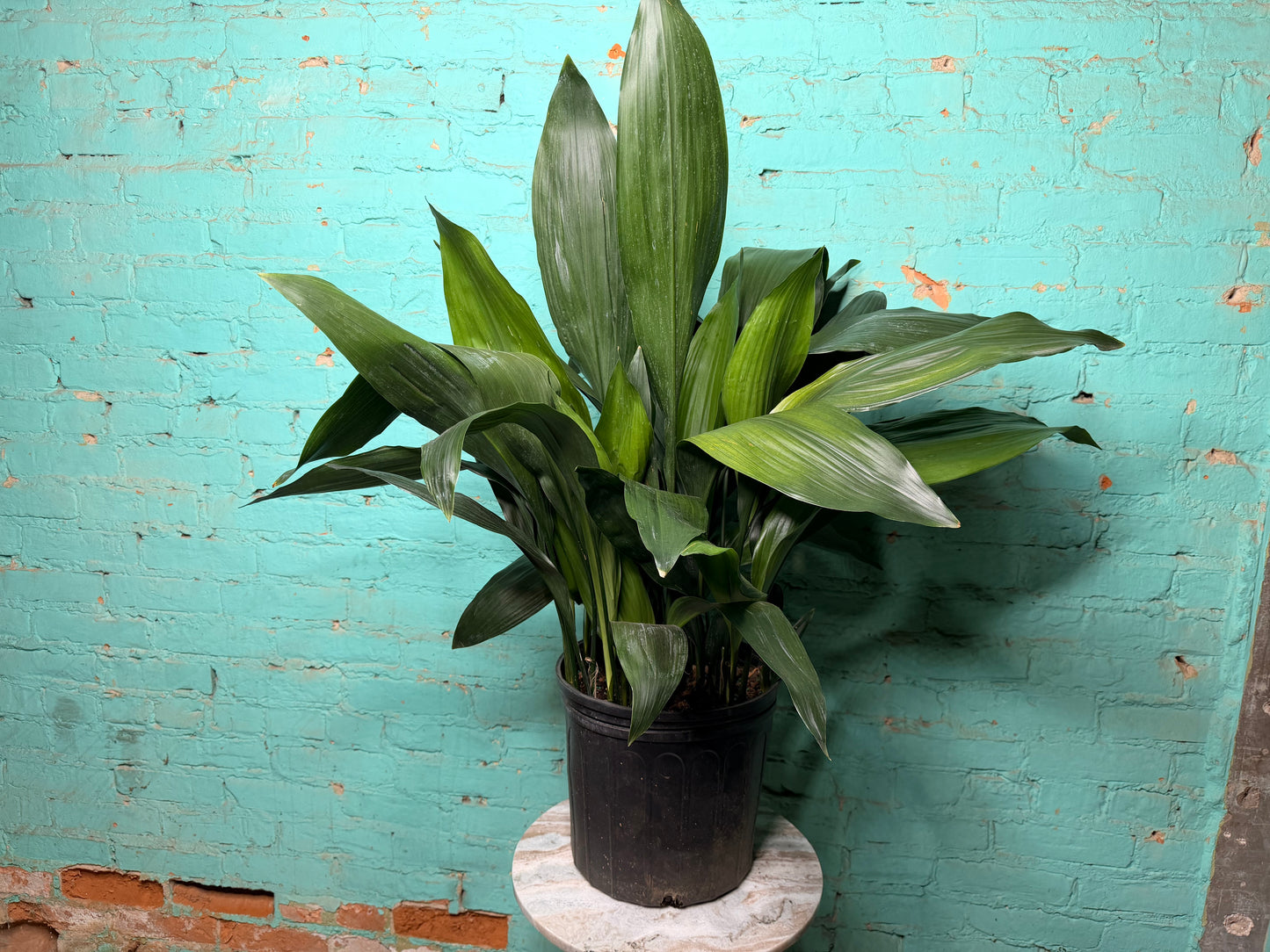 Cast Iron Plant 10”