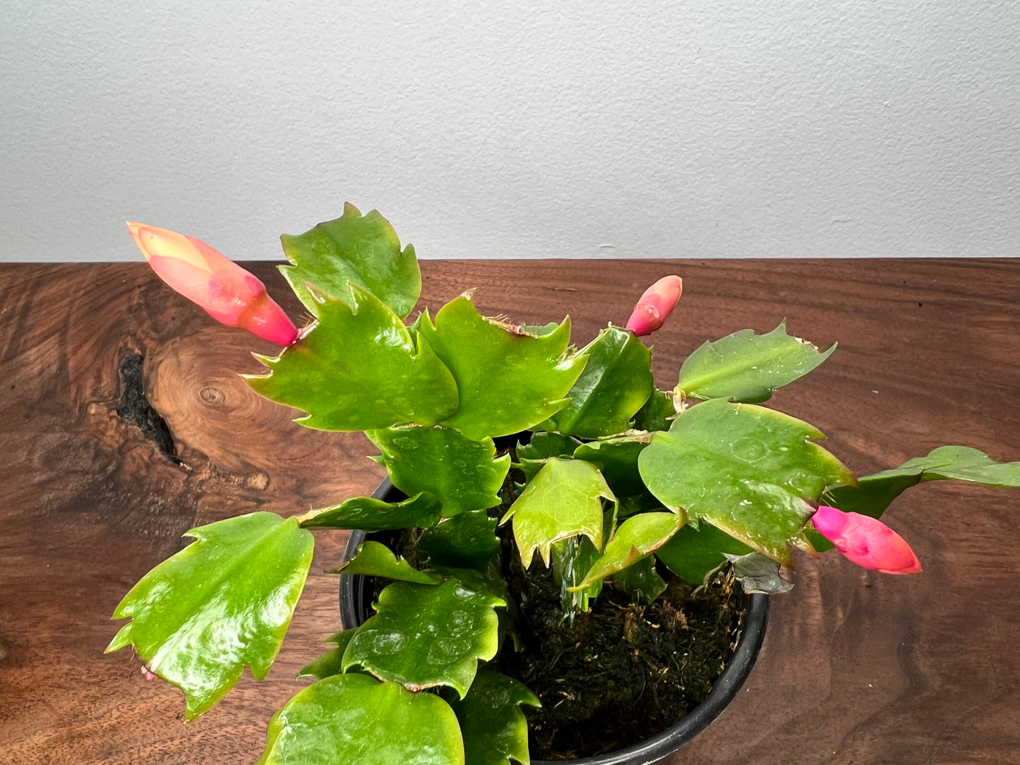 Thanksgiving Cactus 4”