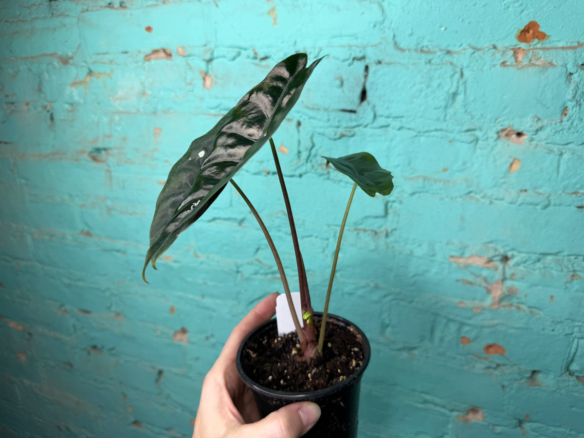 Alocasia Chantrieri 4”