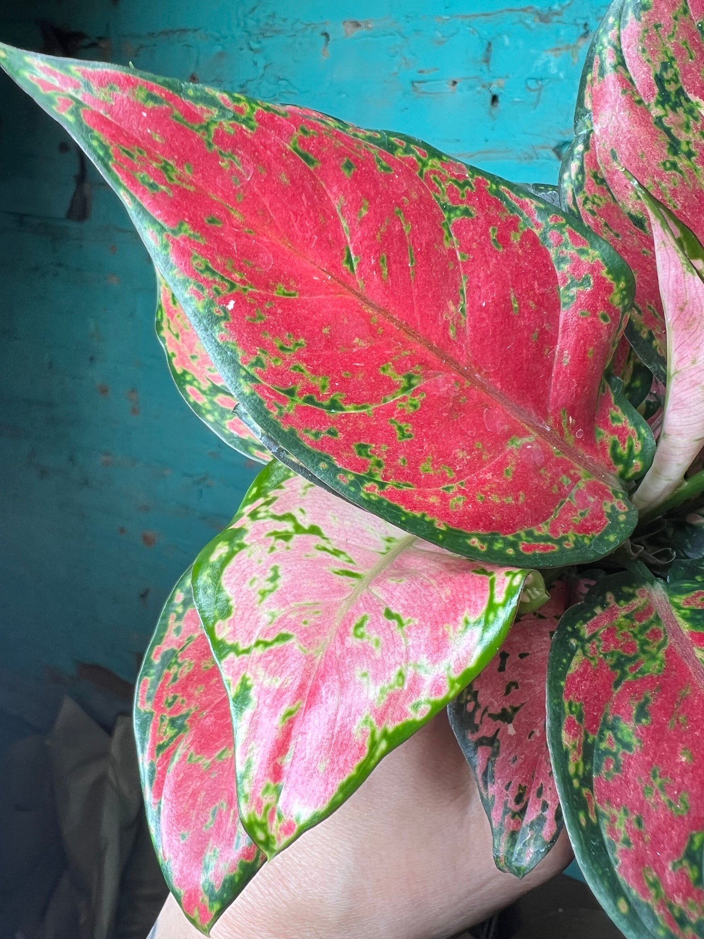 Algeonma Black Maroon 4”