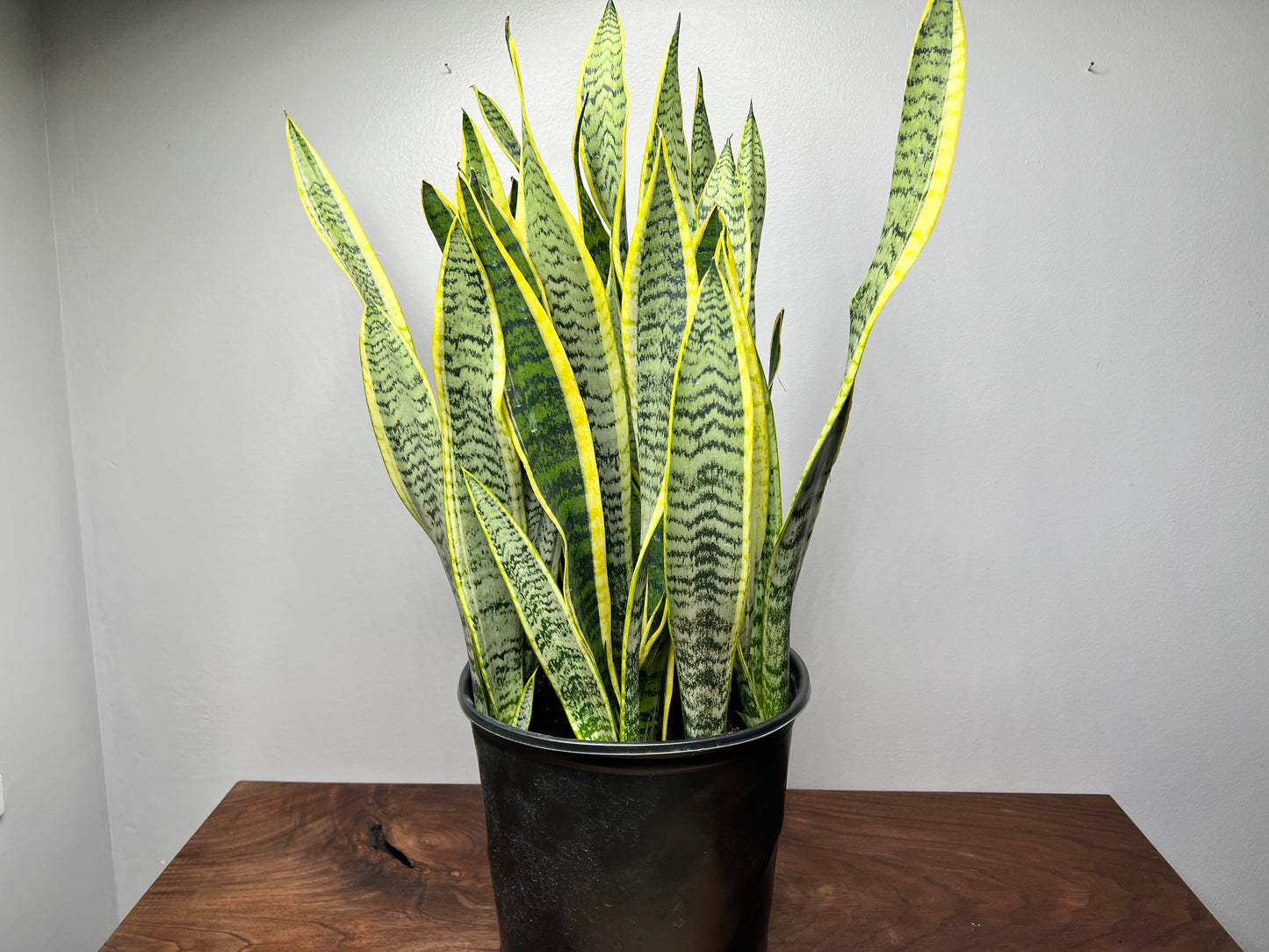 Snake plant 10”