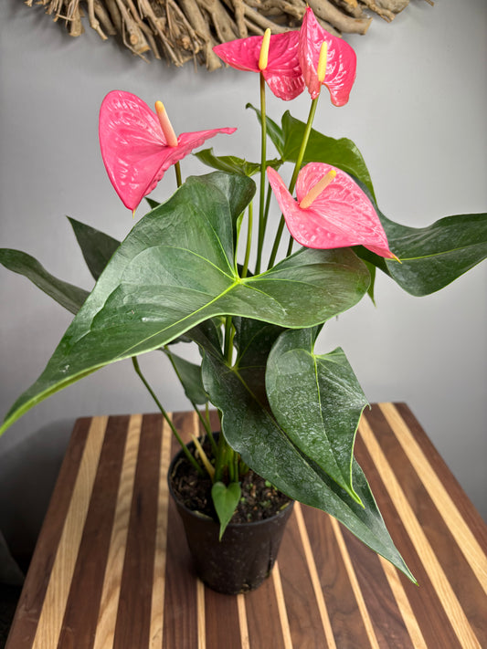 Anthurium 6”