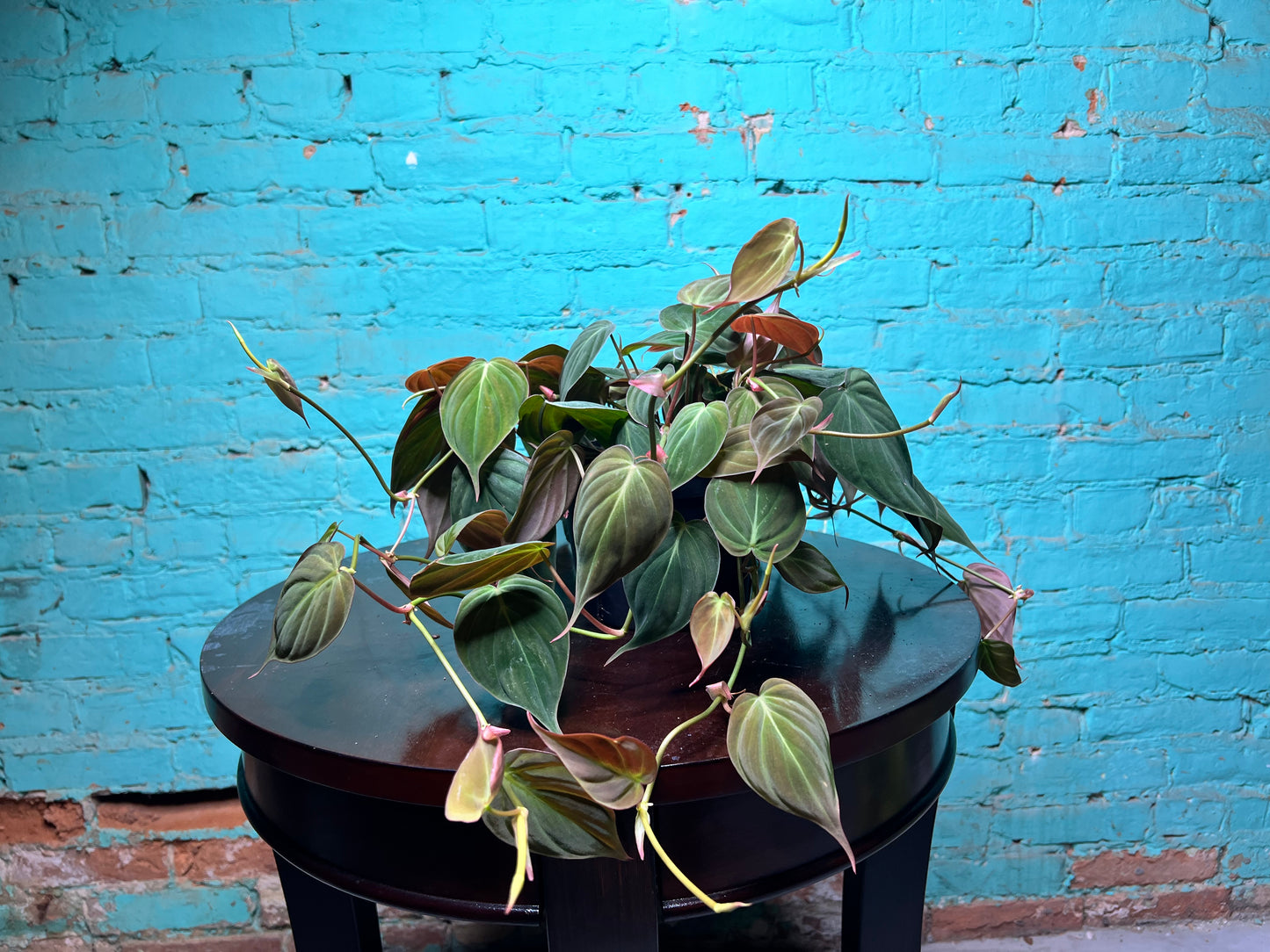 Philodendron Mican 6”