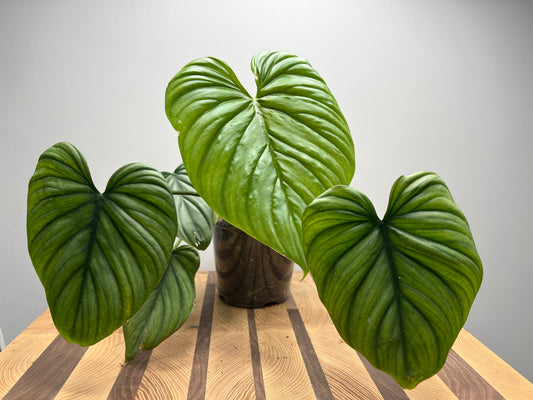 Philodendron Columbia