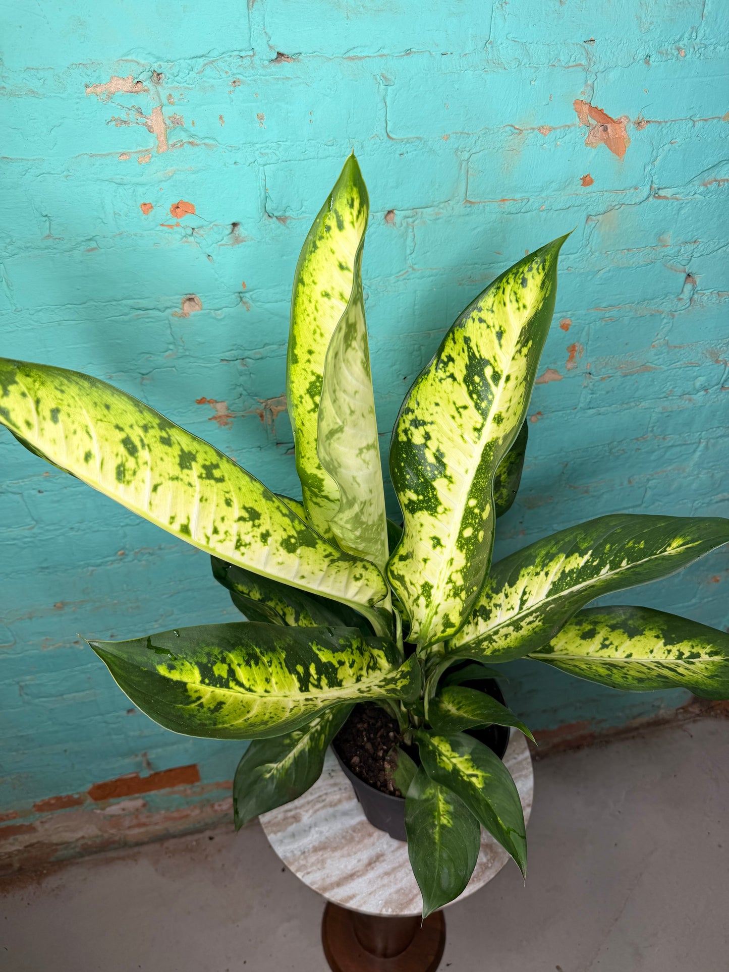 Dieffenbachia Bowmannii 8”