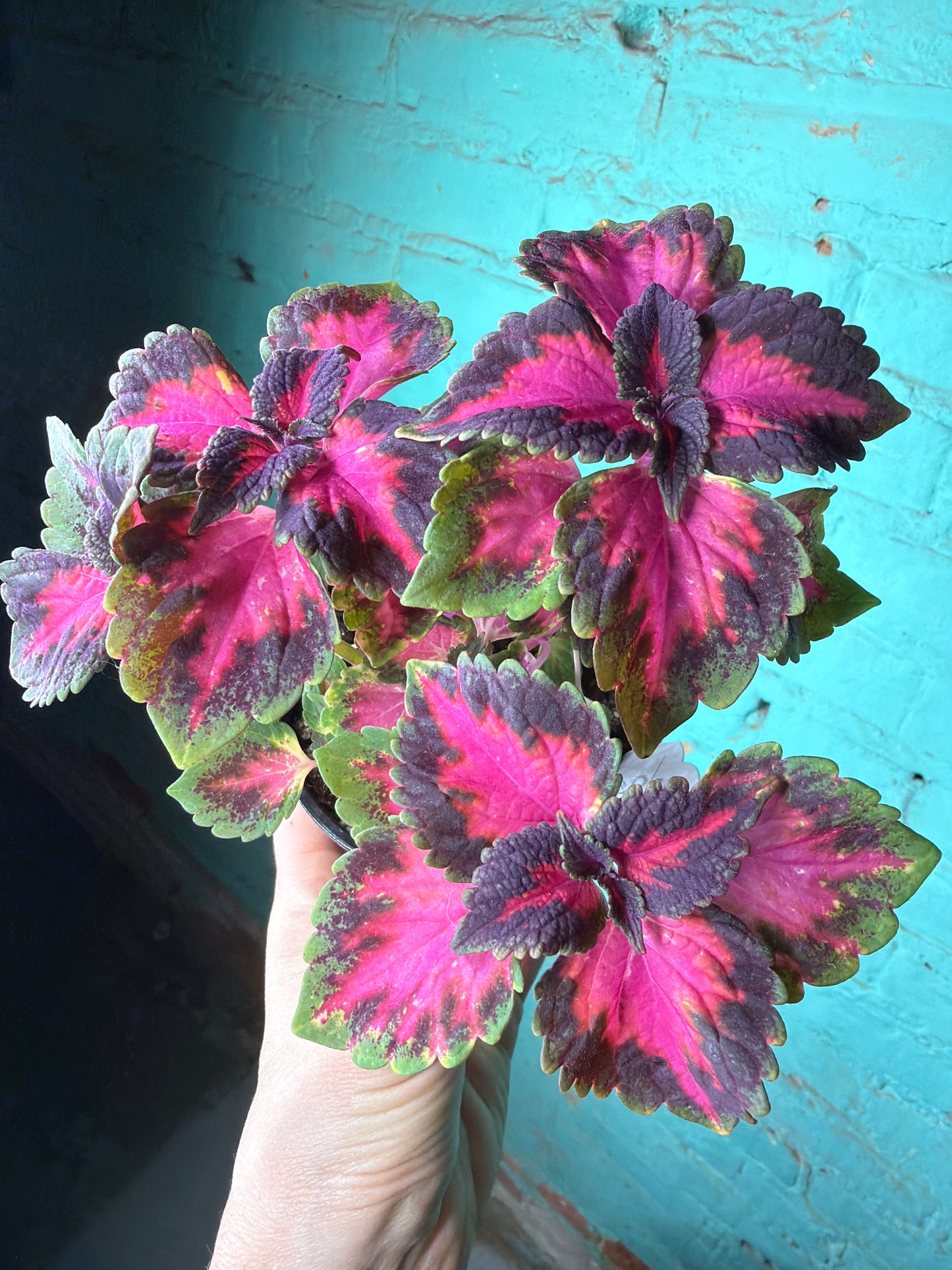 Coleus “5th Ave” 4”