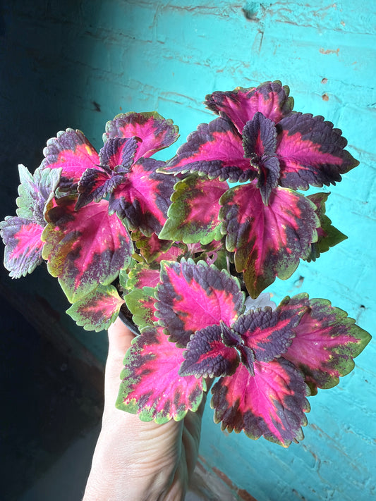 Coleus “5th Ave” 4”