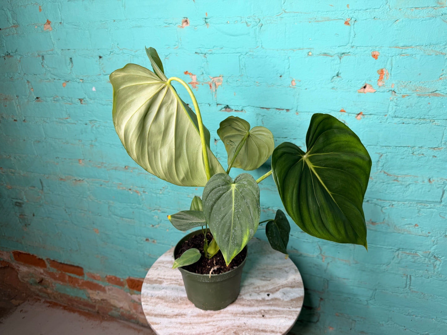 Philodendron McDowell 6”