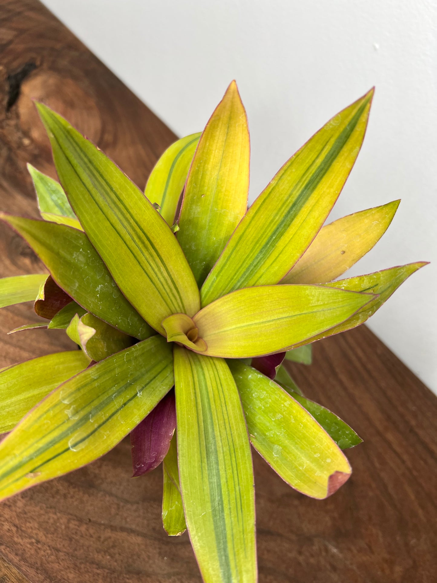 Tradescantia Spathacea “Moses in the cradle”