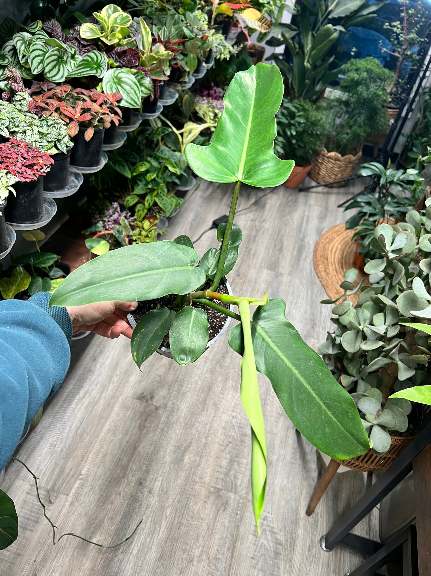 Philodendron Jerry Thorne 6”