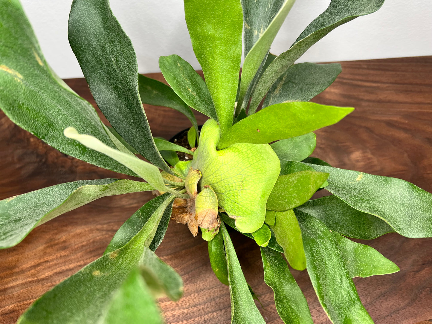 Staghorn fern