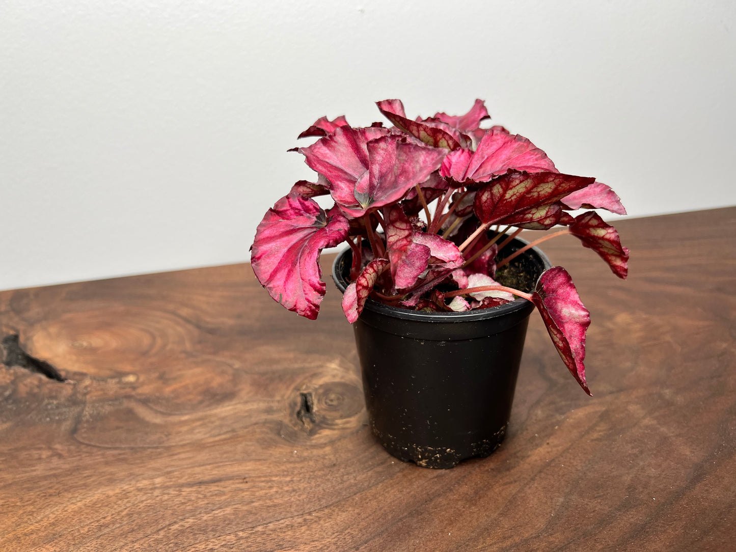 Begonia Red Kisses