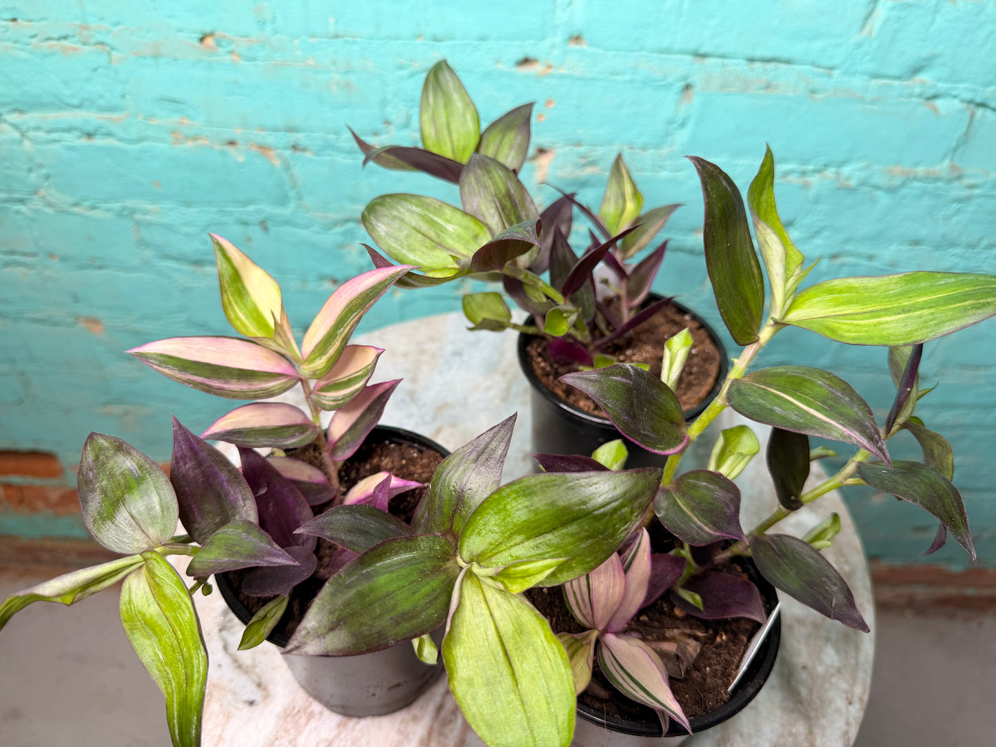 Tradescantia M Tricolor