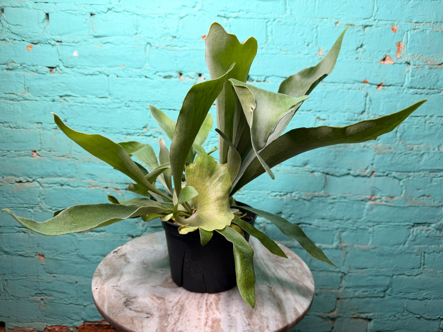 Staghorn Fern 6”