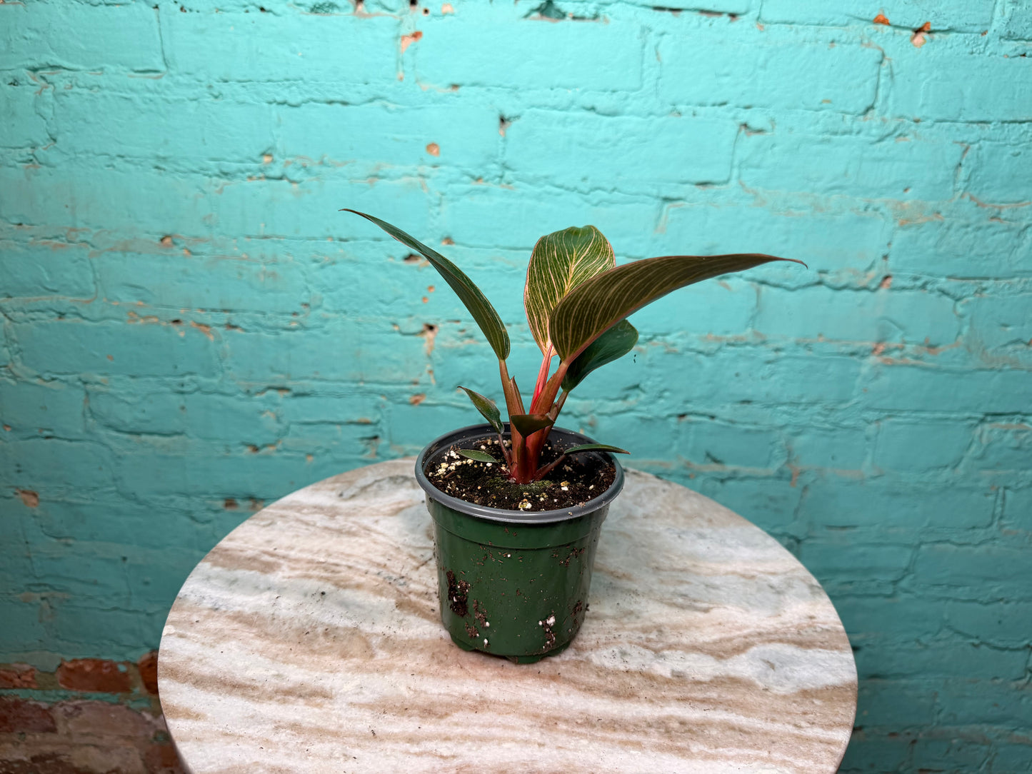 Philodendron Birkin Pink 4” high color