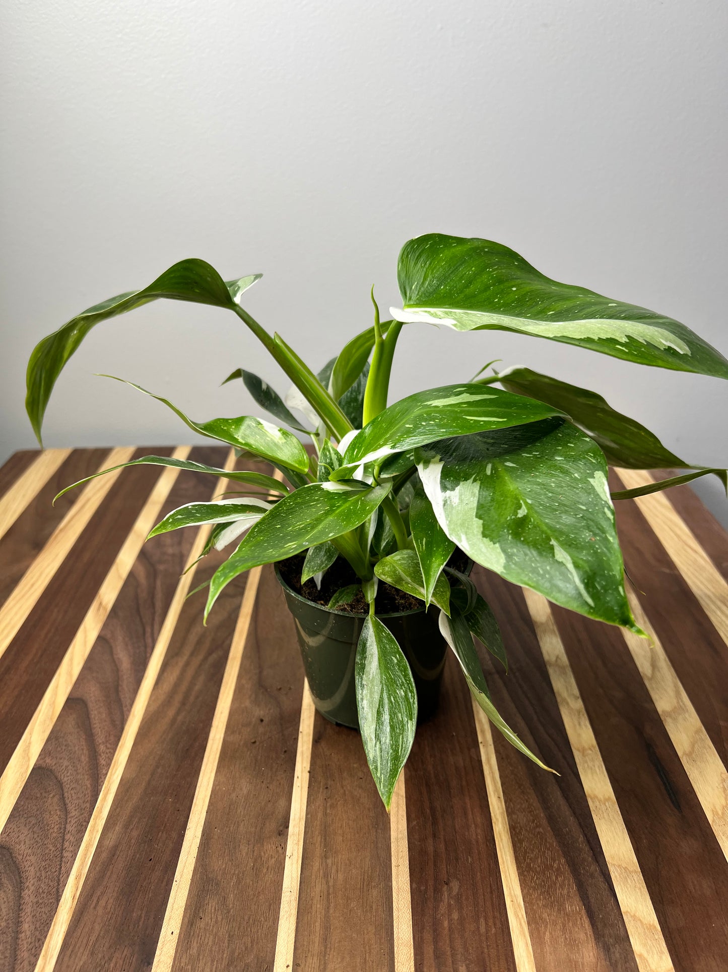 Philodendron White Wizard 4”