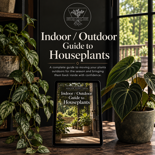 Indoor/Outdoor Guide to Houseplants