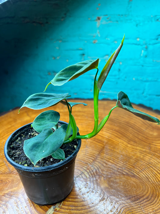 Philodendron Lumpinum 4”