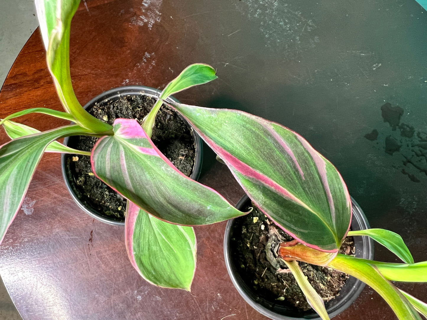 Musa Nono Pink 4”