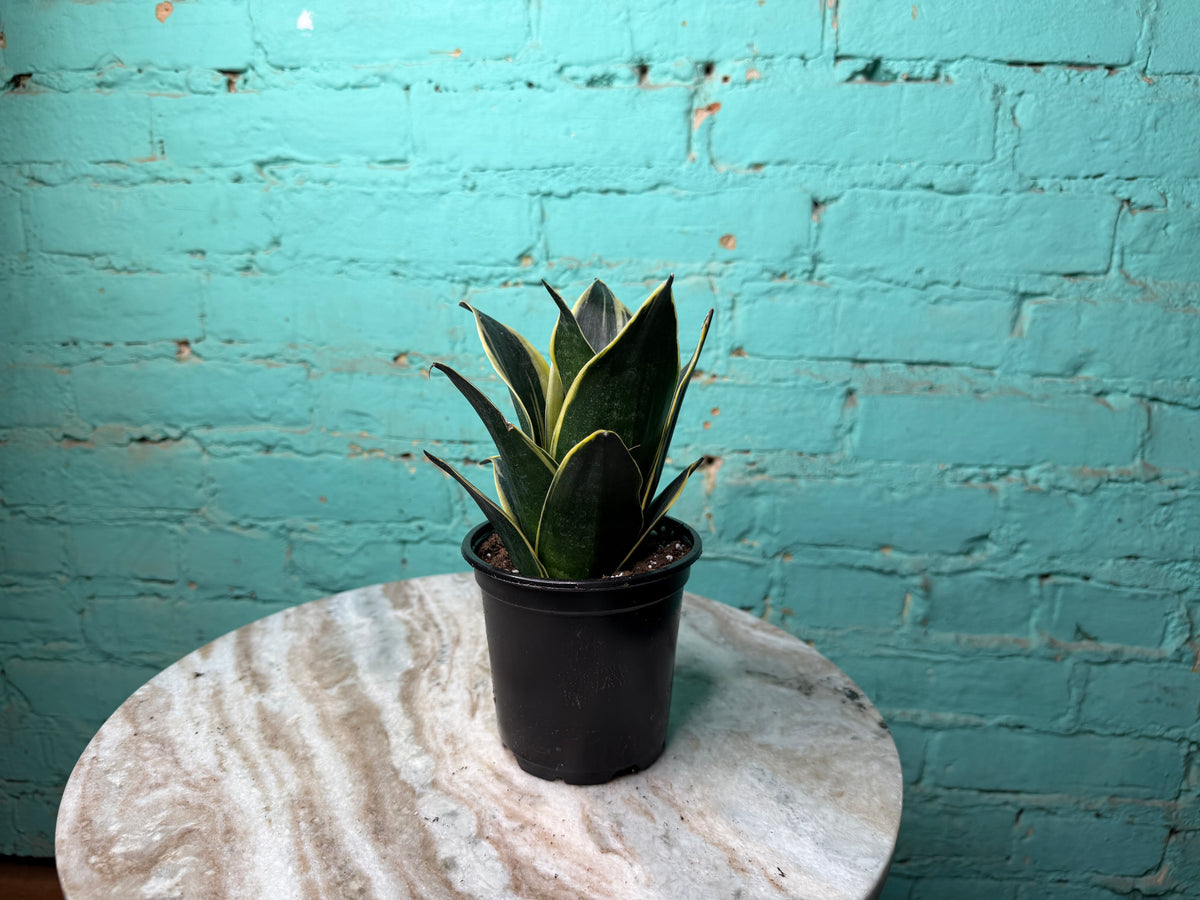 Sansevieria “Snake Plant” 4”