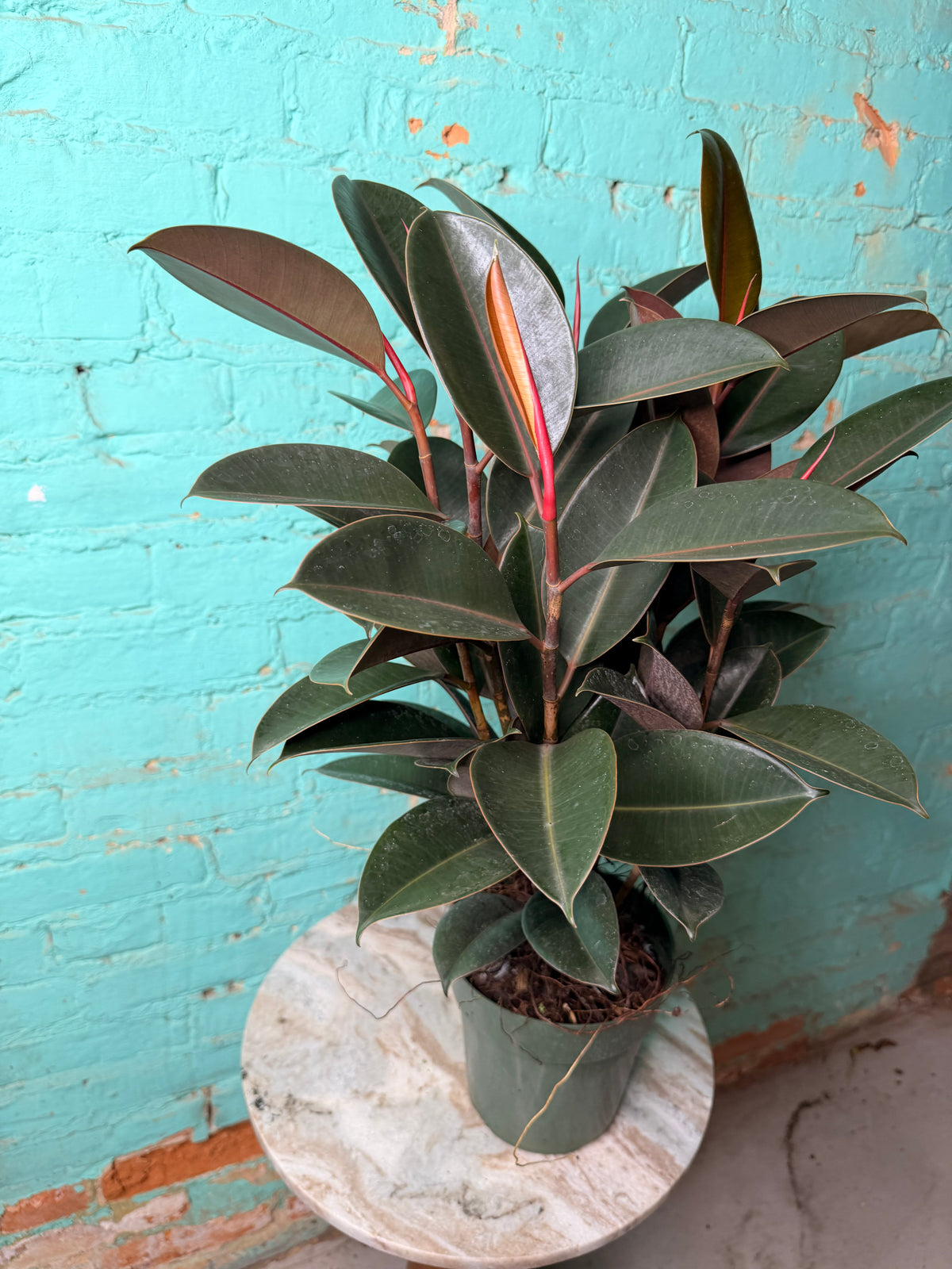 Ficus Elastica- Rubber Tree burgundy 6”