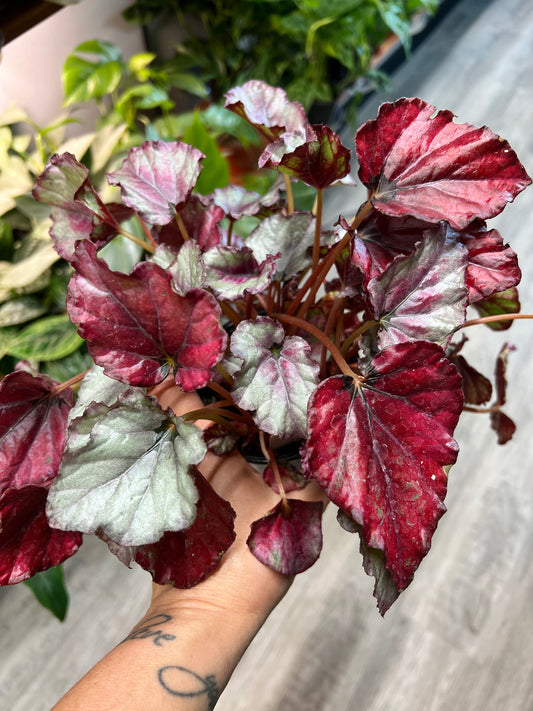 Begonia Red Kisses