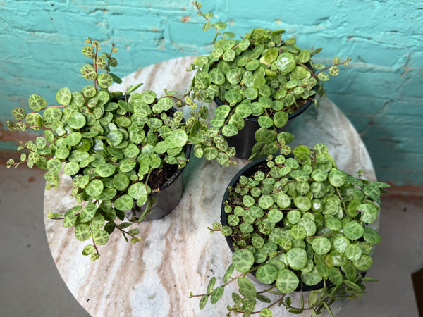 String of Turtles 4” (Succulent)