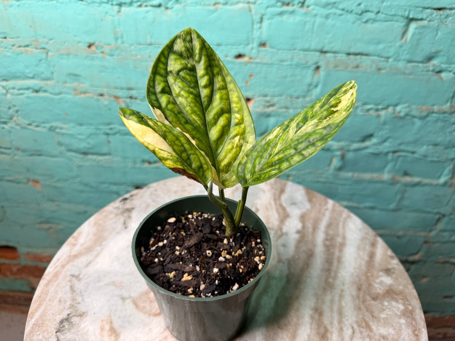 Monstera Peru Variegated 4”