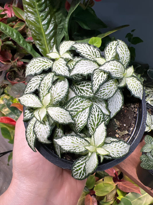 Fittonia Verschsffeltii forest White  4”