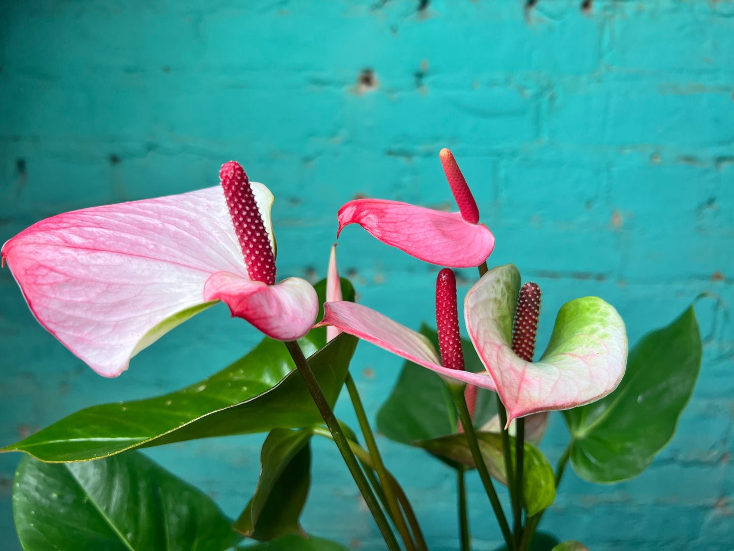 Anthurium White and Pink  6”