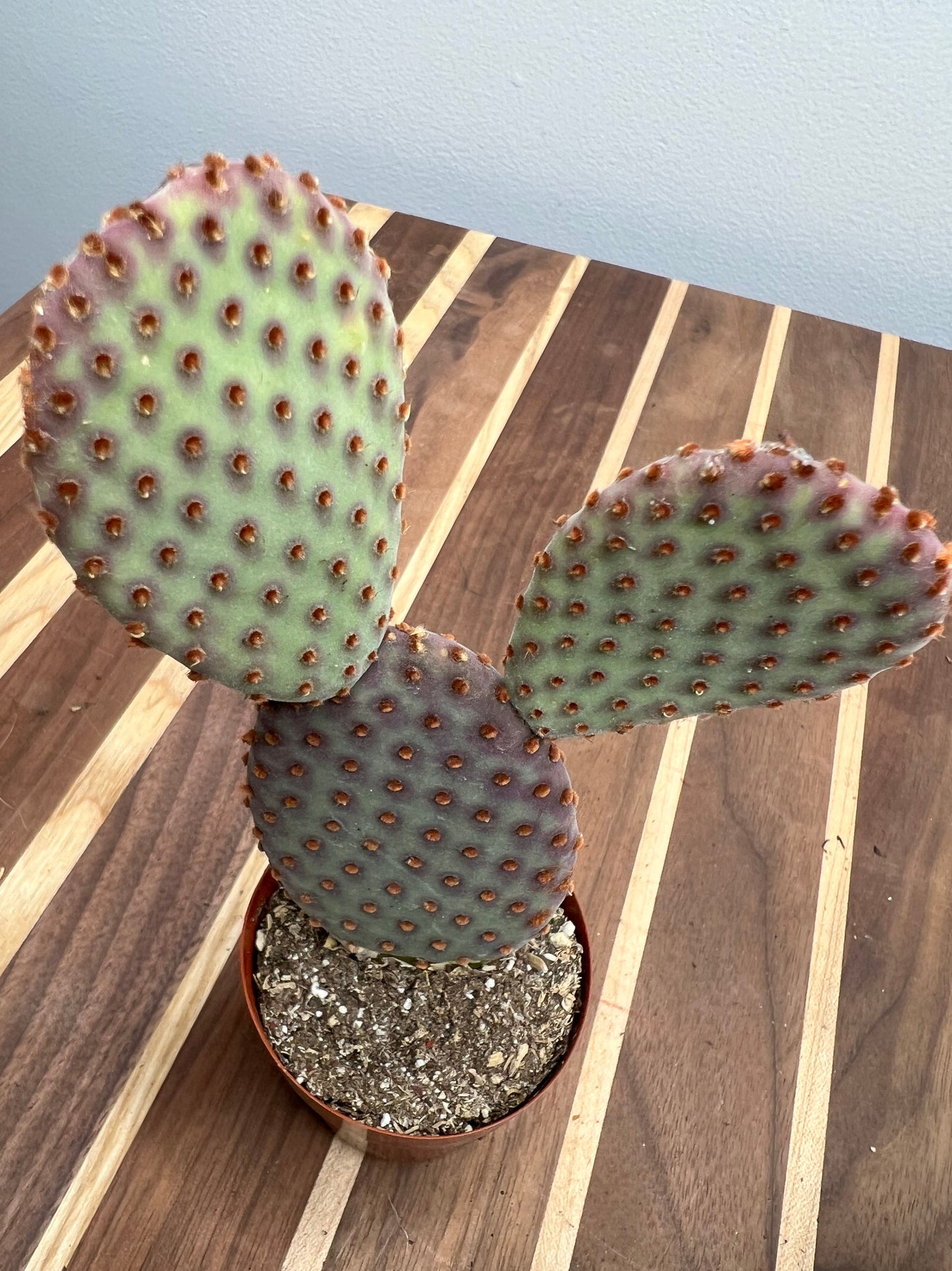 Opuntia Microdasys (Prickly Pear) Indigo 3”