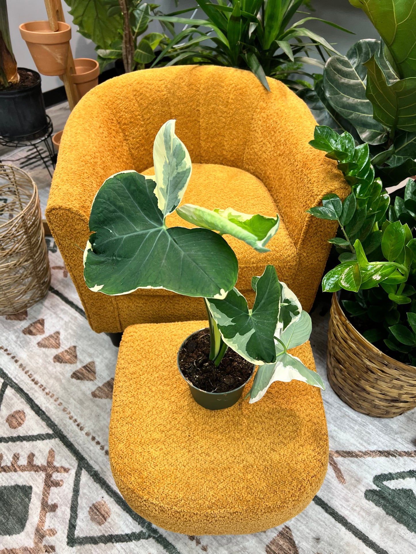 Alocasia-Mickey Mouse 6”