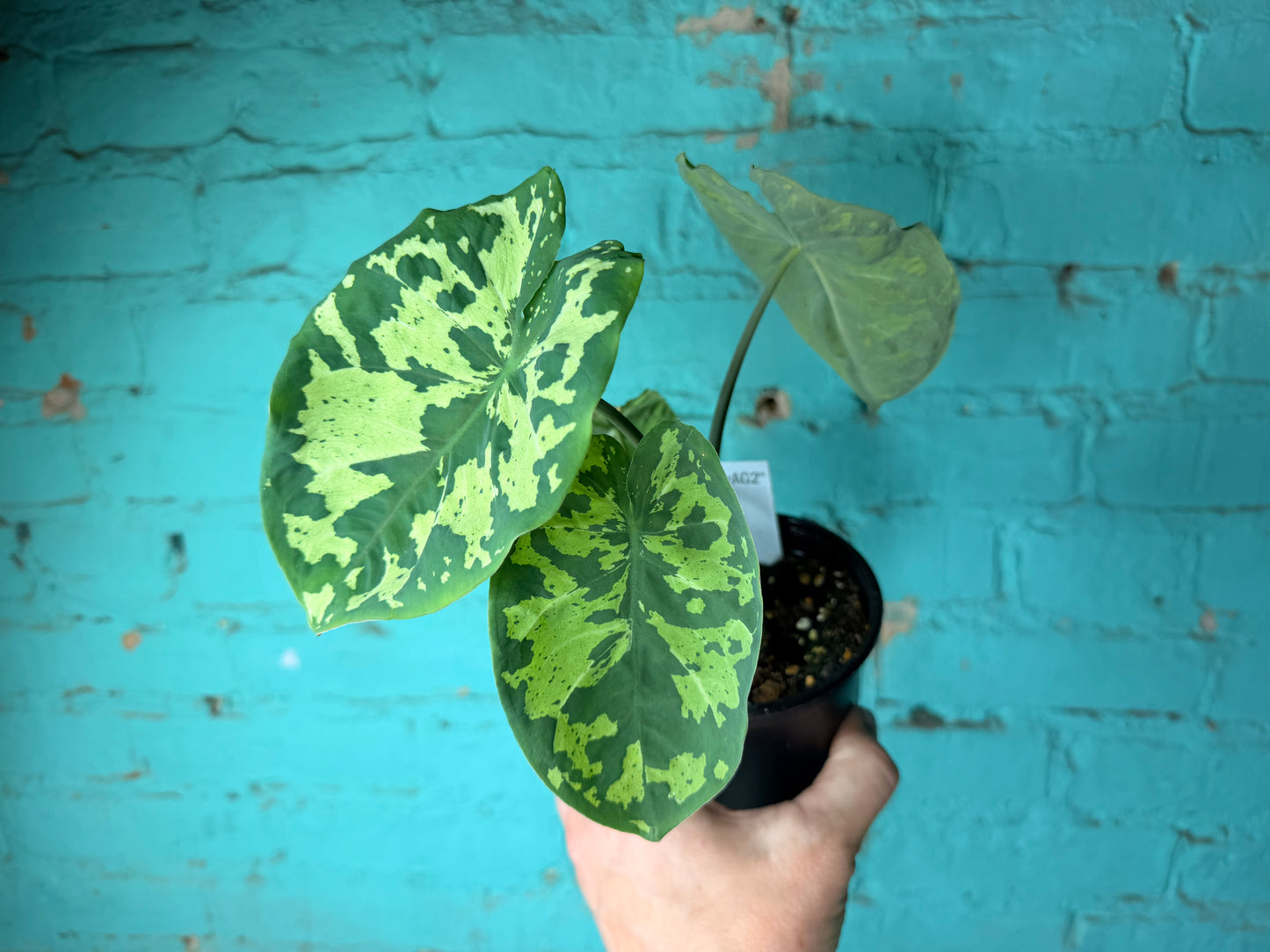 Alocasia Hilo Beauty 4”