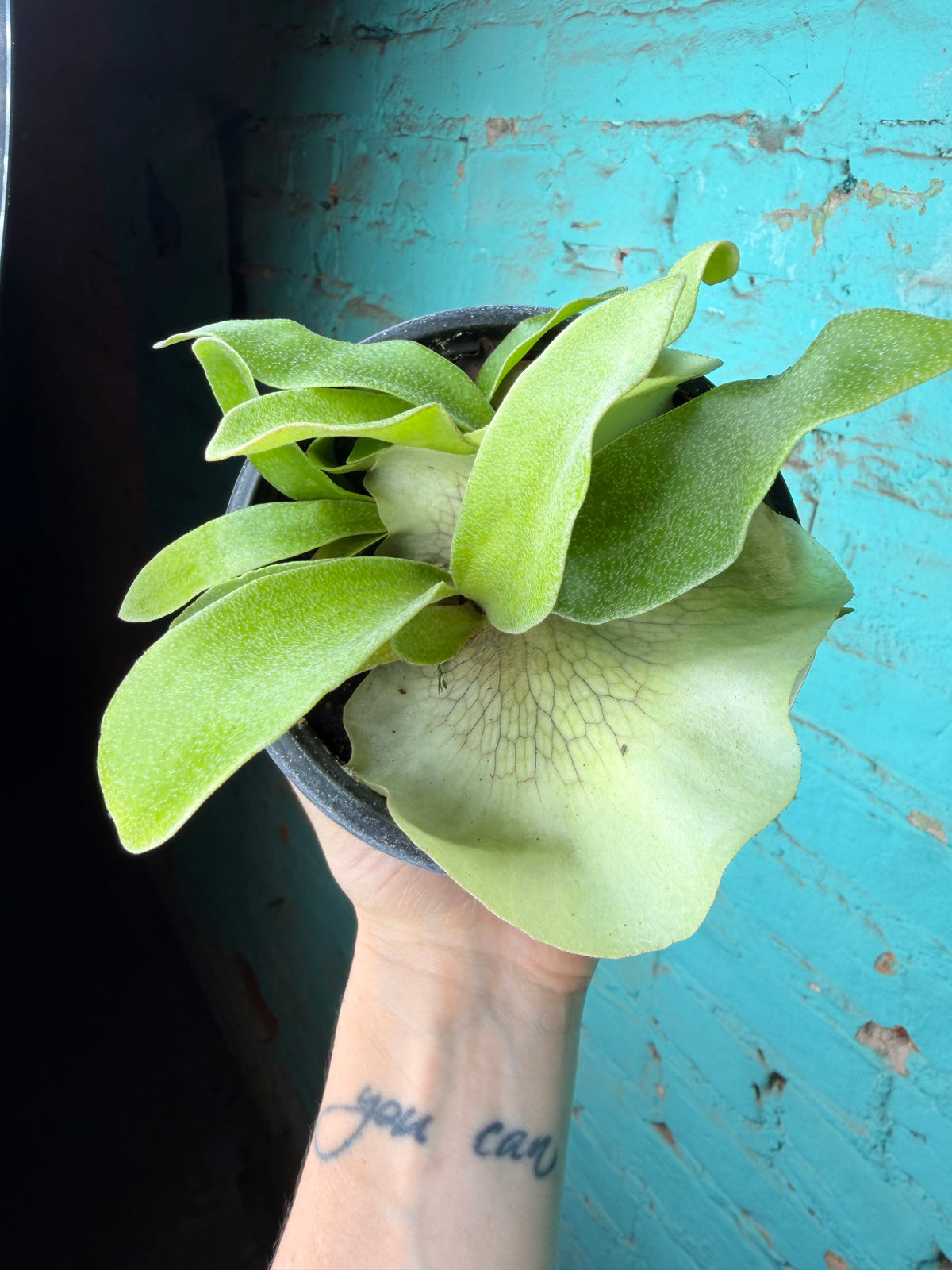 Staghorn Fern 4”